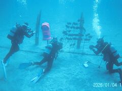 �}�����n�E�X�@���C�A���n�̎ʐ^2