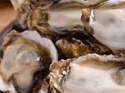 Yuishi����̓��Ƃ��ǂ��������T���[ ���c�w�O�X�̓��e�ʐ^1