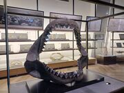 �̂�䂫����̃A�N�A���[���h ��錧��������� �~���[�W�A���V���b�v�K���I�X�̓��e�ʐ^1