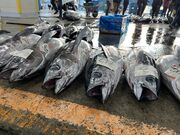 �q���R�����Stella Locals �ߒq���Y�̓��e�ʐ^4