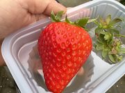 ���䂿��񂳂�̃I�A�V�X�t�@�[�����c�̓��e�ʐ^1