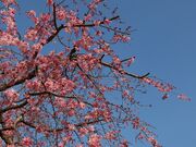 Yanwenli����̍��o�^�L�`���������ʒu�ƏZ��̓��e�ʐ^3