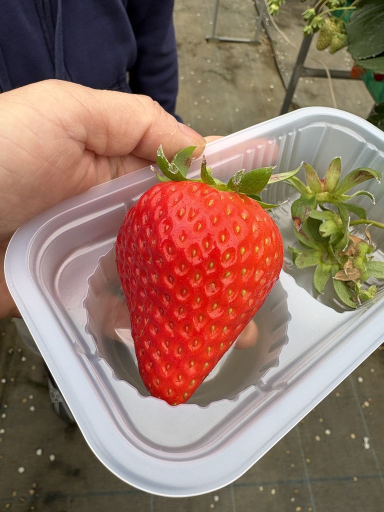 町田市のいちご狩りランキングTOP2 - じゃらんnet