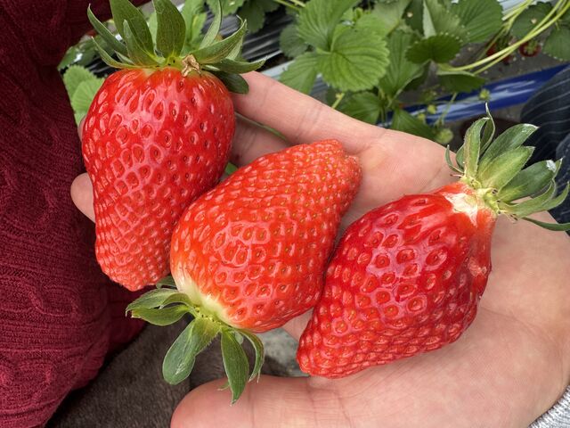 ����ȑ傫�Ȃ��������������񂠂�܂��I_�h��_��