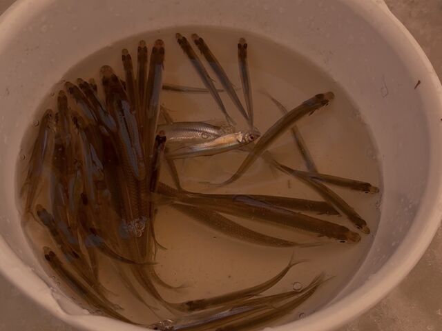 �j���ł�ނꂽ�킩����_�A�[�X�A�E�g�h�A�c�A�[�Y �D�y�X