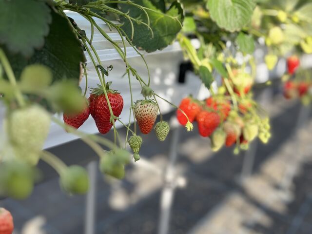 �嗱���������������������I
�I�͑S�R�C�ɂȂ�܂���_T-FARM 2���X
