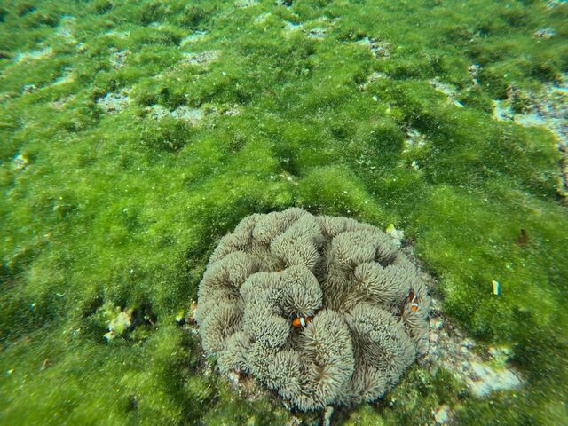 �N�}�m�~_�}�[���{�Ó�