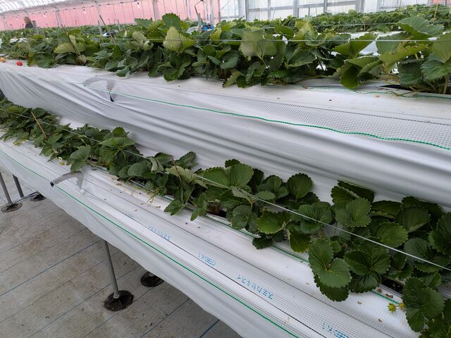 �������c����_�Ƃ悭�ɂӂ��[�ފό��_��