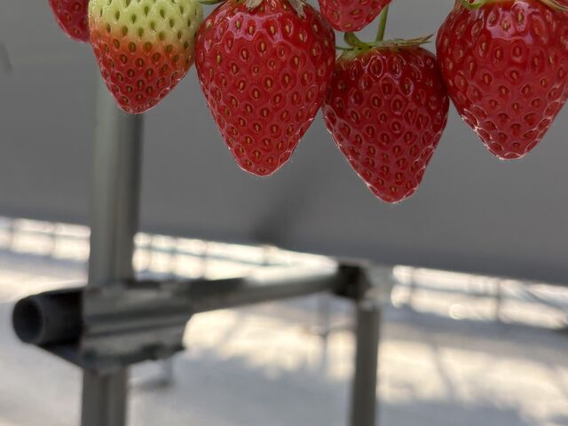 ���������Y��_Refarm YOSHIMI 370