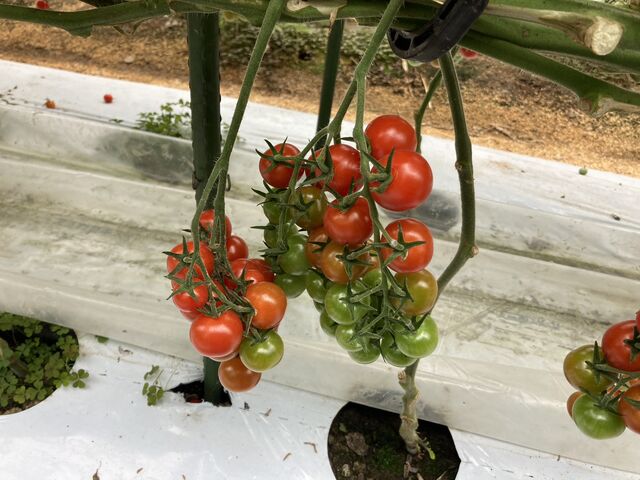 ��Ȃ�ɂȂ����g�}�g���������񂠂�܂����B_�{���_��