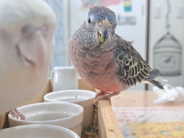 �߂��߂����킢�����킢��_MIRAI-UP Bird+