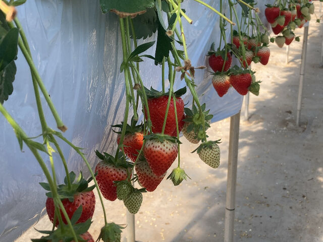 �Â��đ傫���C�`�S�������H�׉�������܂����I_���䂢������ �����n�E�X