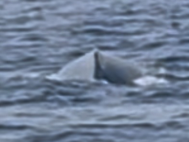 ���ꂽ�N�W��_South to South