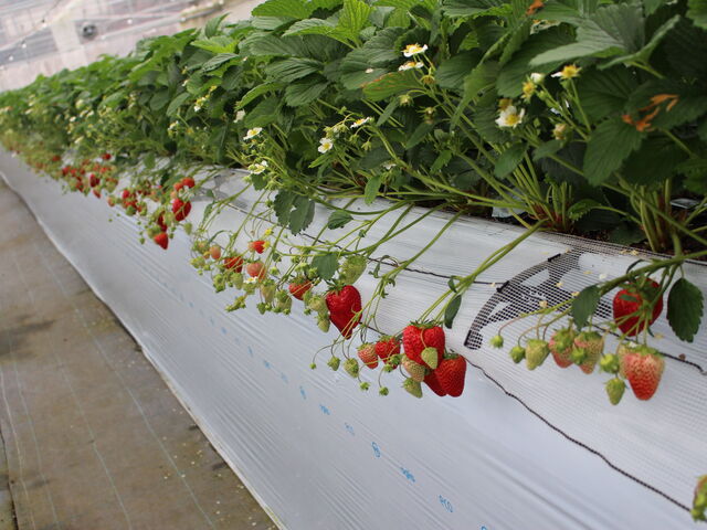 �Ԃ��đ傫�ȃC�`�S���������񂠂�܂���_�T���u���C�Y�_��