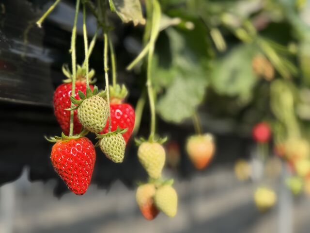 ��������Ԃ�䕂��Ȃ��Ă��܂����I_���Ђ�t�@�[��