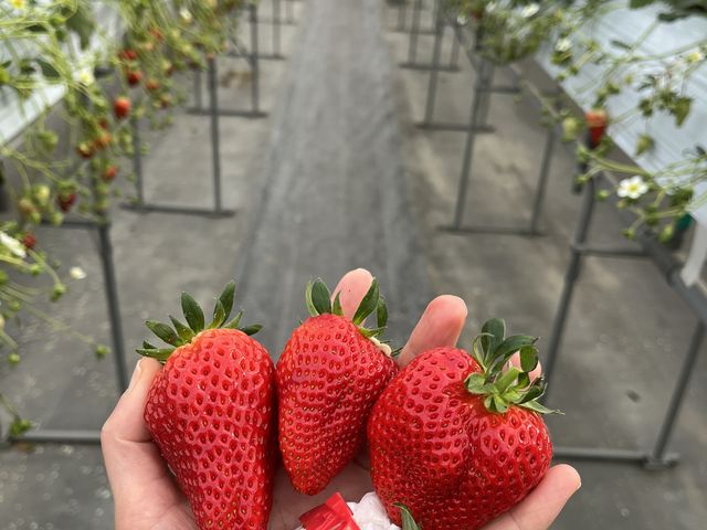 �傫��_�����݂̗��������̉�