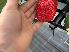 �t�� �}�`���A�̎ʐ^1