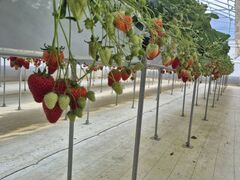 �t�@�[������� �����X�̎ʐ^1