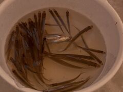 �A�[�X�A�E�g�h�A�c�A�[�Y �D�y�X�̎ʐ^3