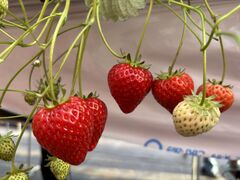 �܂��܉��̎ʐ^1