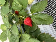 ���R�t�@�[���̎ʐ^1