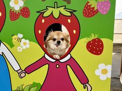 ���R�t�@�[���̎ʐ^3