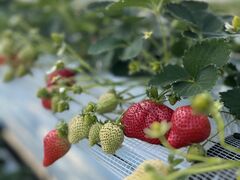 �J���ό����������̎ʐ^1