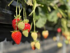 ���Ђ�t�@�[���̎ʐ^1