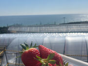 ��������̂Ȃ������̓��e�ʐ^1