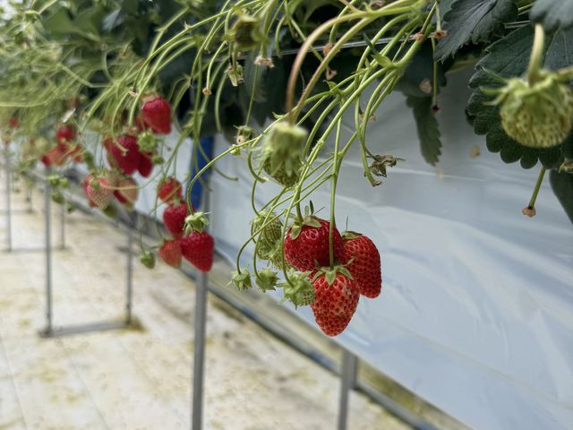 �����������ꂳ��Ă��Ă��������C�`�S�ł��B_RedJewelFarm