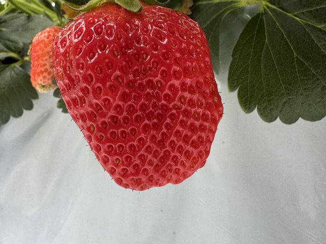 �����̒��ɂ��A�嗱��������������Ă��āA�H�׉���������܂����B_RedJewelFarm