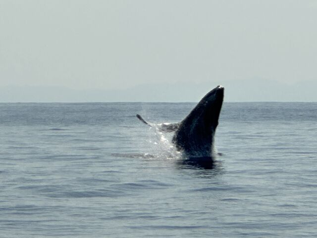 �N�W������̃t�@���T �����[�Iww_TRY ANGLE