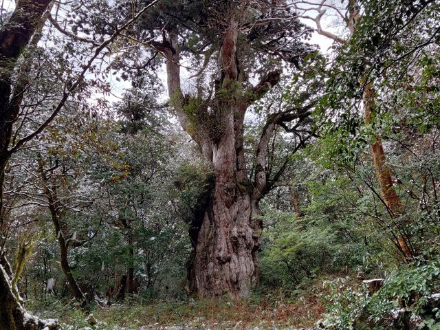 ��̓ꕶ��_Yamakara���v��