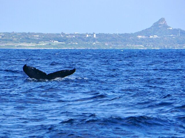 �D�̃X�^�b�t���B���Ē������ʐ^�ł����A�w�i�̈ɍ]���Ƃ̍\�}���f���炵���I_TRY ANGLE