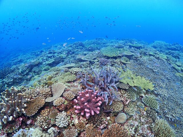 �A������̉���}�����N���u�A���̓��e�ʐ^3