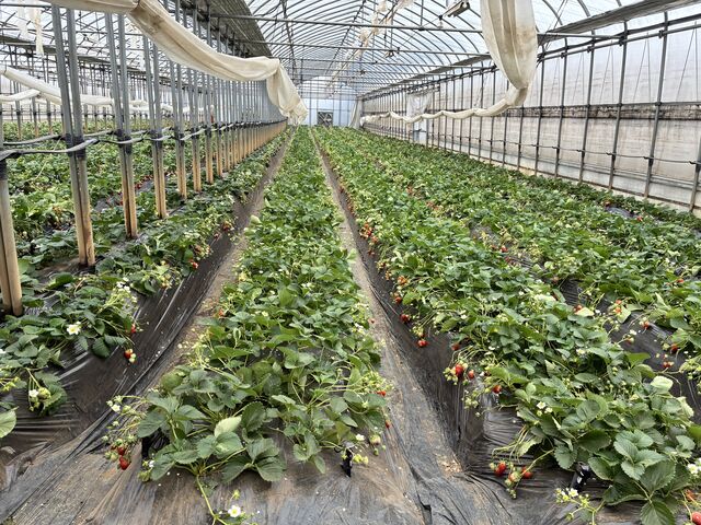 �������̎�ނ͏��Ȃ������B_�܂�r�_��