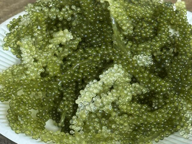 �V�N�ȊC�Ԃǂ��̎��H���������I_�C�Ԃǂ��������{�B��