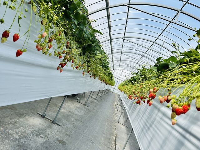 ���[���S��_�������K�[�f�����͂�