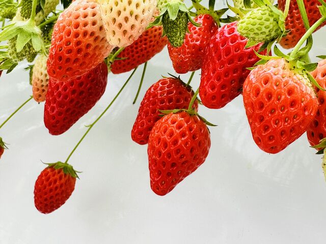 �^���ԂȃC�`�S�@_�������K�[�f�����͂�