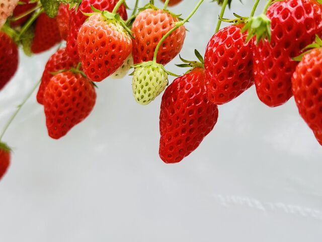 �^���ԂȃC�`�S�A_�������K�[�f�����͂�