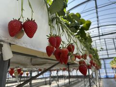 �s�[�^�[�p���n�E�X�̎ʐ^1