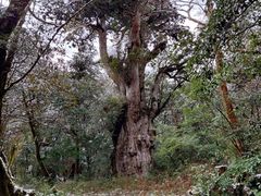 Yamakara���v���̎ʐ^1