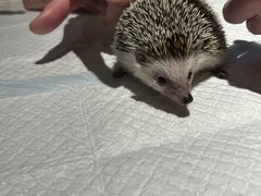 �ӂ��낤�̂���J�t�F�V�_�̎ʐ^1