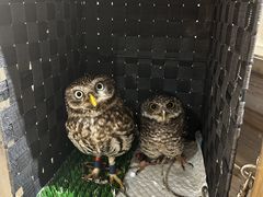 �ӂ��낤�̂���J�t�F�V�_�̎ʐ^2