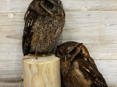 �ӂ��낤�̂���J�t�F�V�_�̎ʐ^3