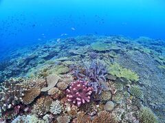 �A������̉���}�����N���u�A���ւ̓��e�ʐ^1