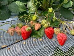 ��܂���̊ό��_���g�����̓��e�ʐ^1