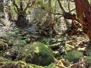 ���R���R�����Yamakara���v���̓��e�ʐ^1