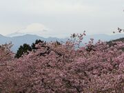 �J�I��������̂�������߂̗��̓��e�ʐ^1