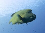 �A������̉���}�����N���u�A���̓��e�ʐ^1